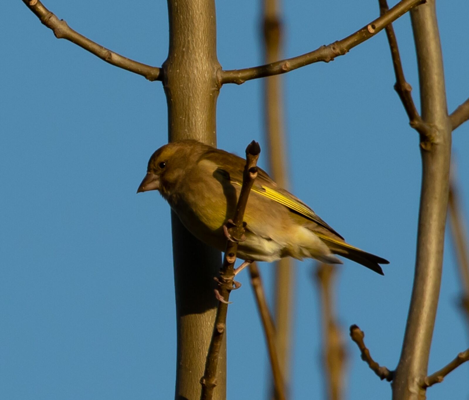 Canon EOS 7D Mark II sample photo. Greenfinch, green finch, finch photography