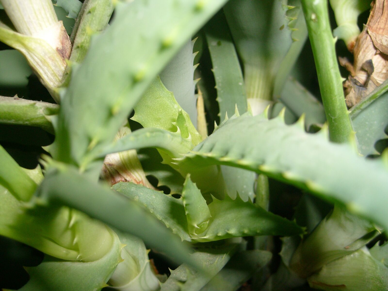 Samsung KENOX S730  / Samsung S730 sample photo. Aloe, pot, plant photography