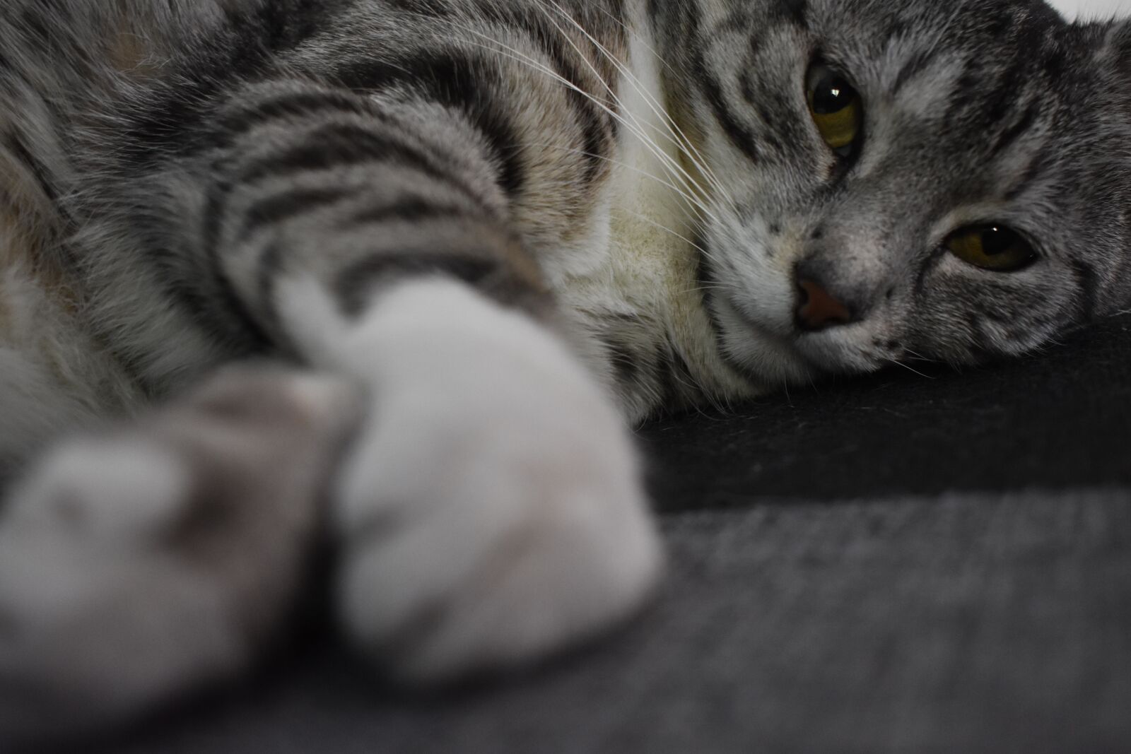 Nikon D3400 sample photo. Cat, sleepy cat, sleepy photography