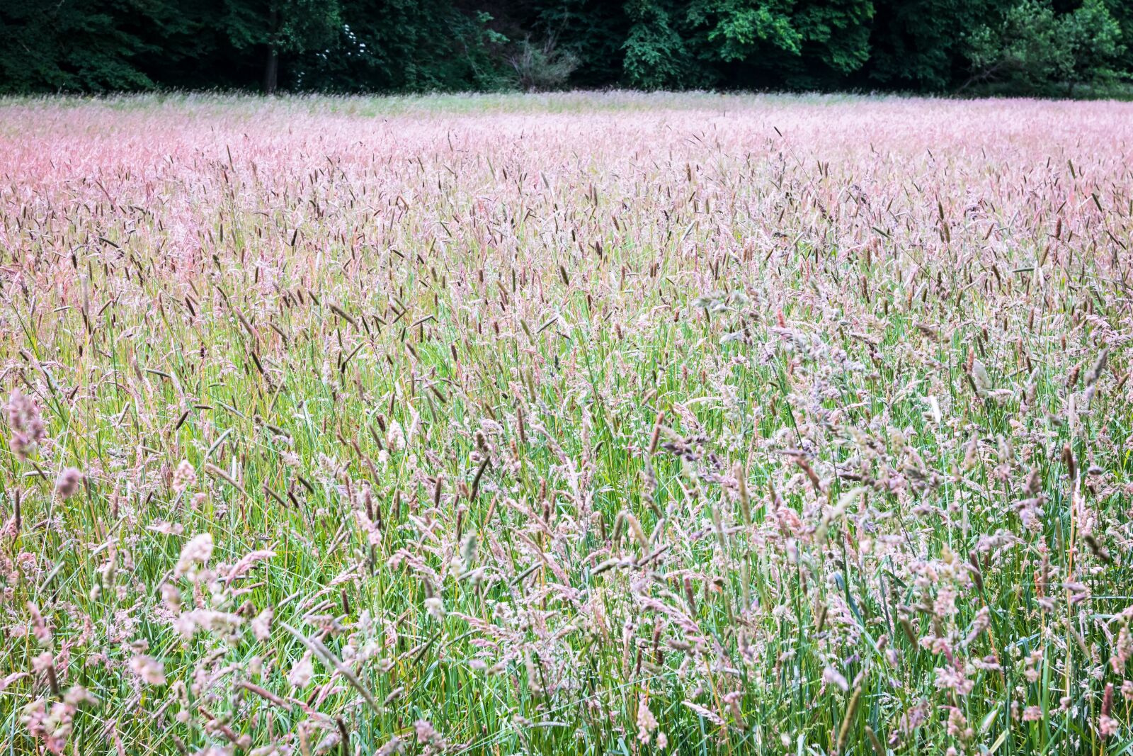 Samsung NX300M + Samsung NX 20-50mm F3.5-5.6 ED sample photo. Meadow, grass, grasses photography