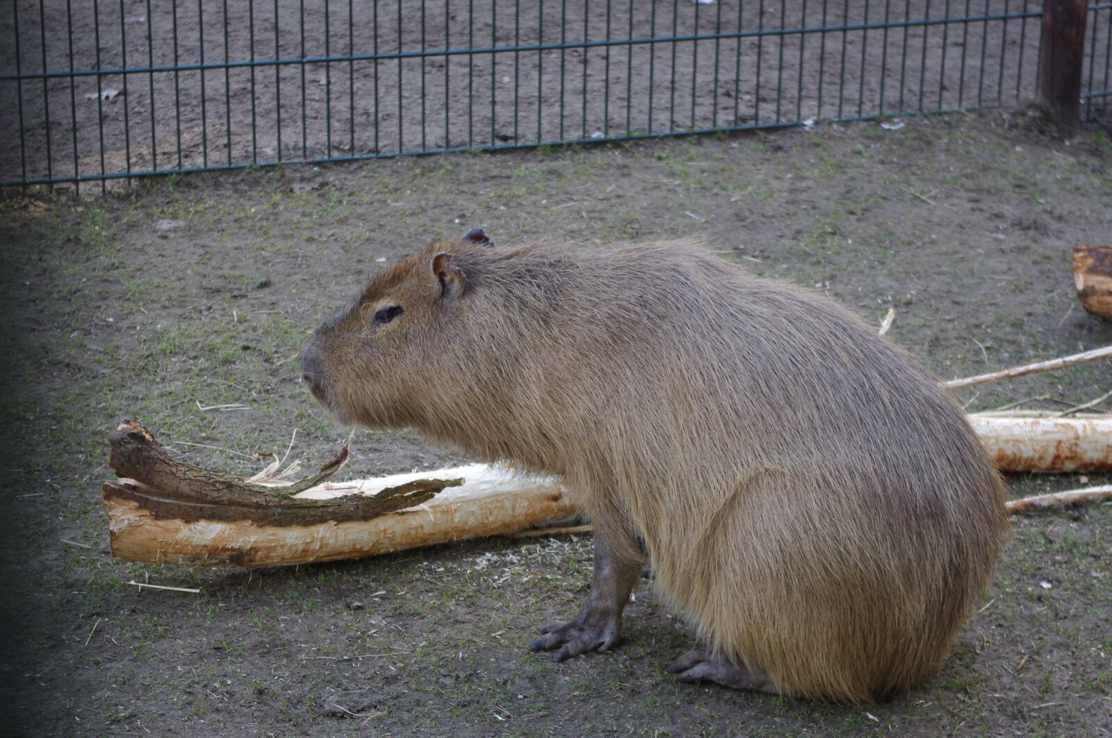 Pentax K-x sample photo. Capybara, zoo, mammal photography