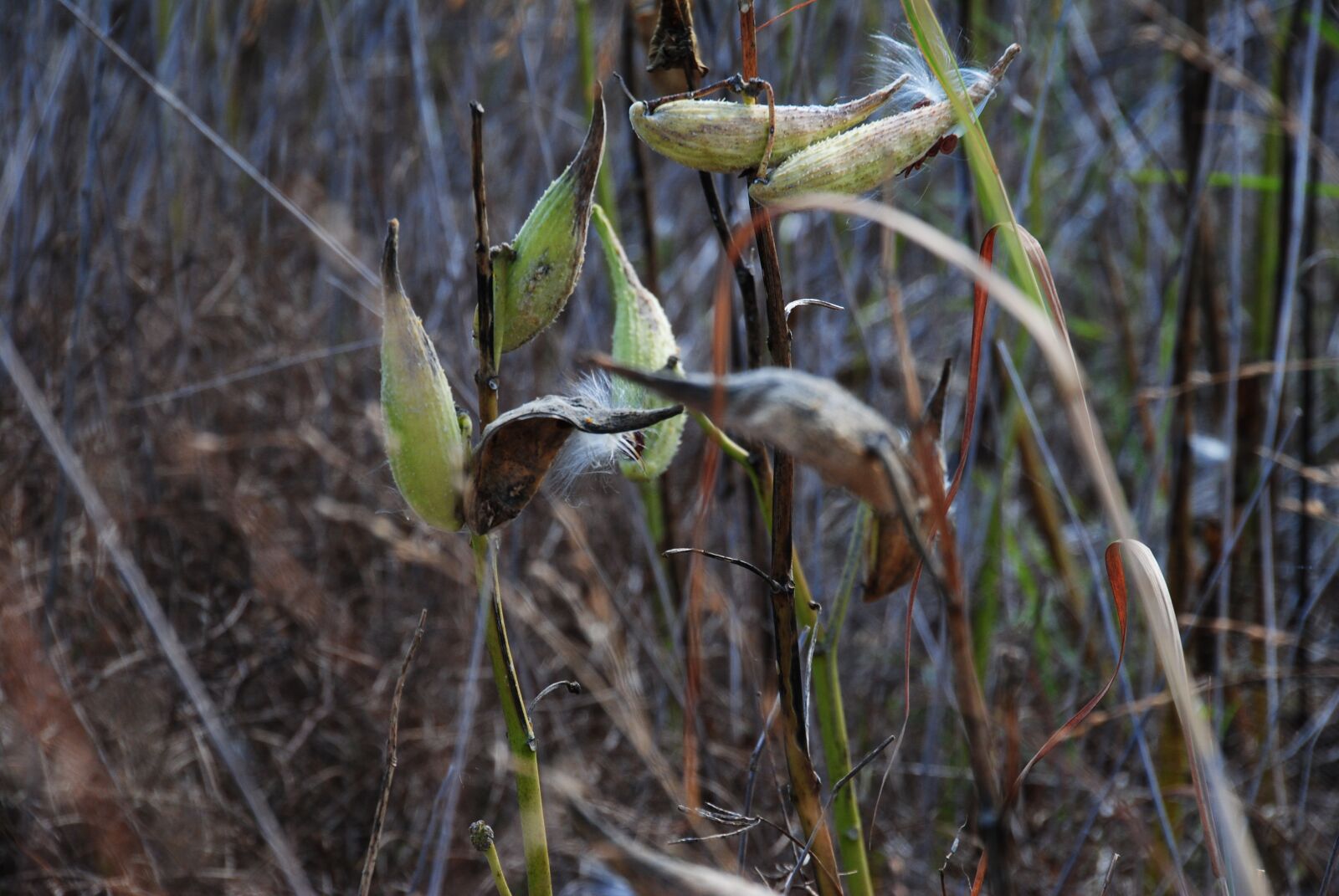Nikon D3000 sample photo. Milkweed, reed grass, riverside photography