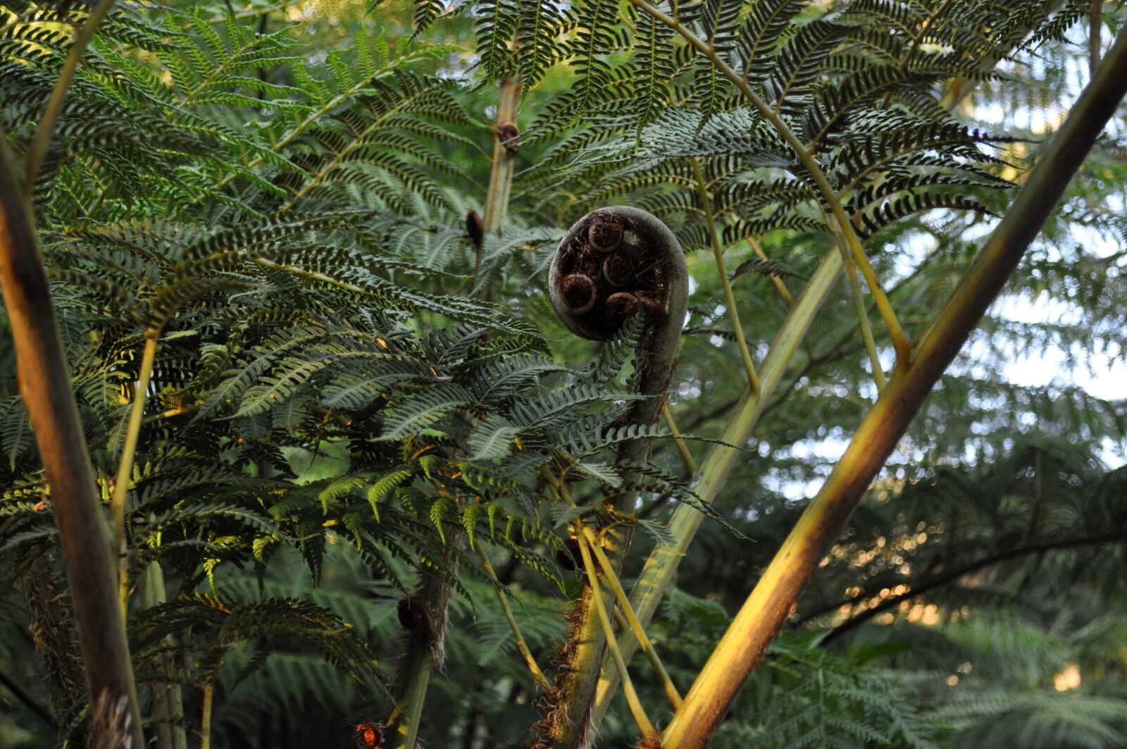 Nikon D5000 sample photo. Fern, ferns, plant photography
