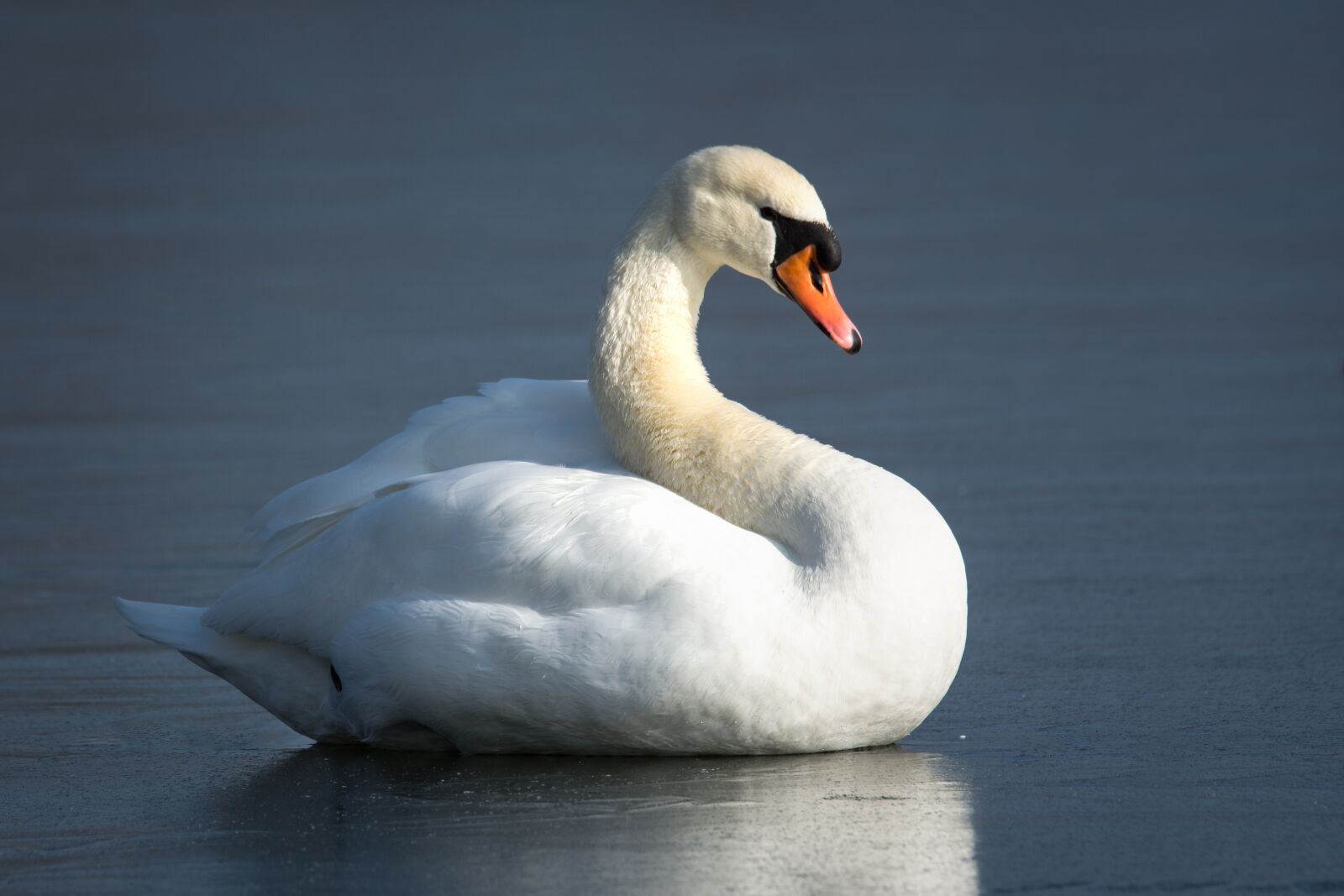 Nikon D7200 sample photo. Bird, waters, swan photography