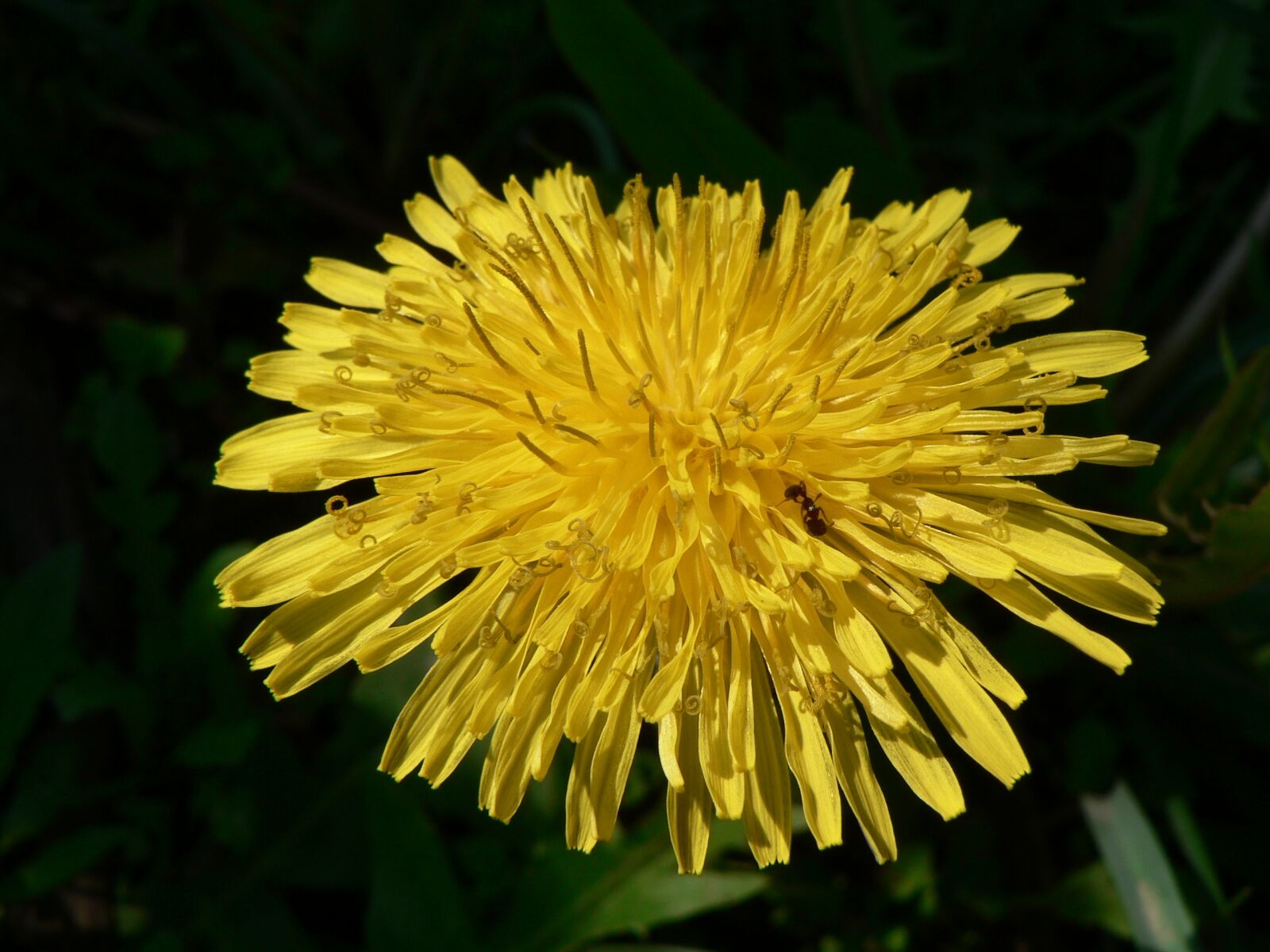 Panasonic DMC-FZ5 sample photo. Dandelion, yellow, flora photography