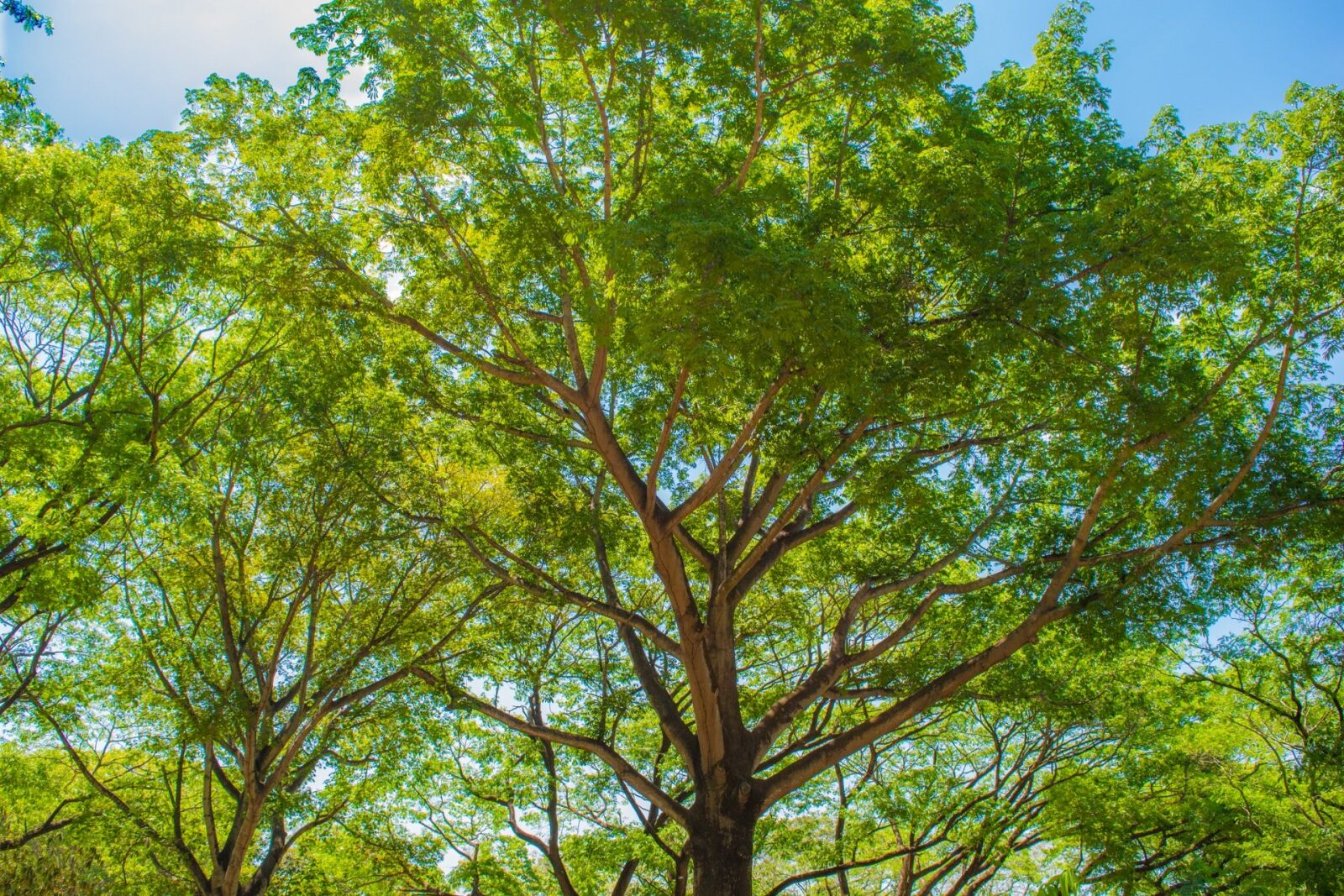 Nikon D3300 sample photo. Tree, green, nature photography