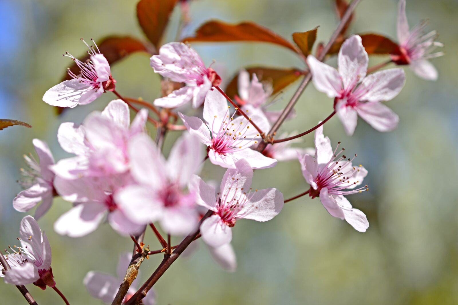 Nikon D3200 sample photo. Blood plum, prunus cerasifera photography