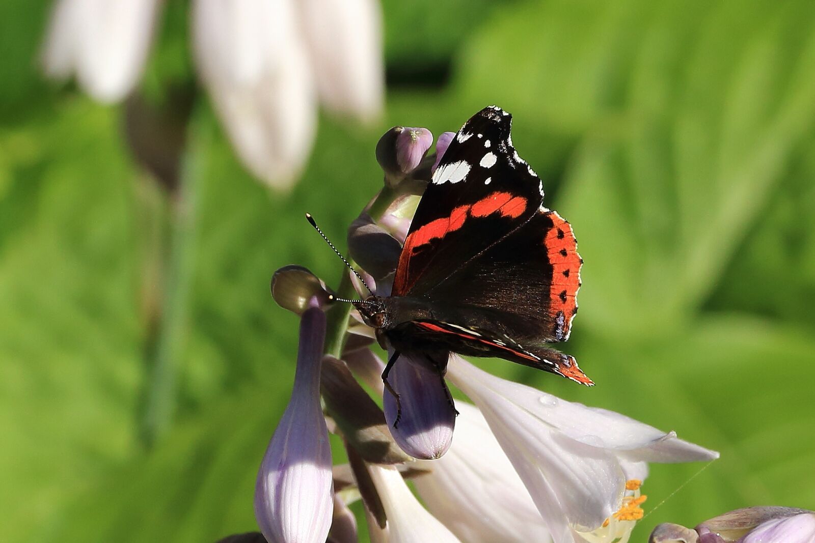Canon EOS 700D (EOS Rebel T5i / EOS Kiss X7i) sample photo. Butterfly, admiral, insect photography