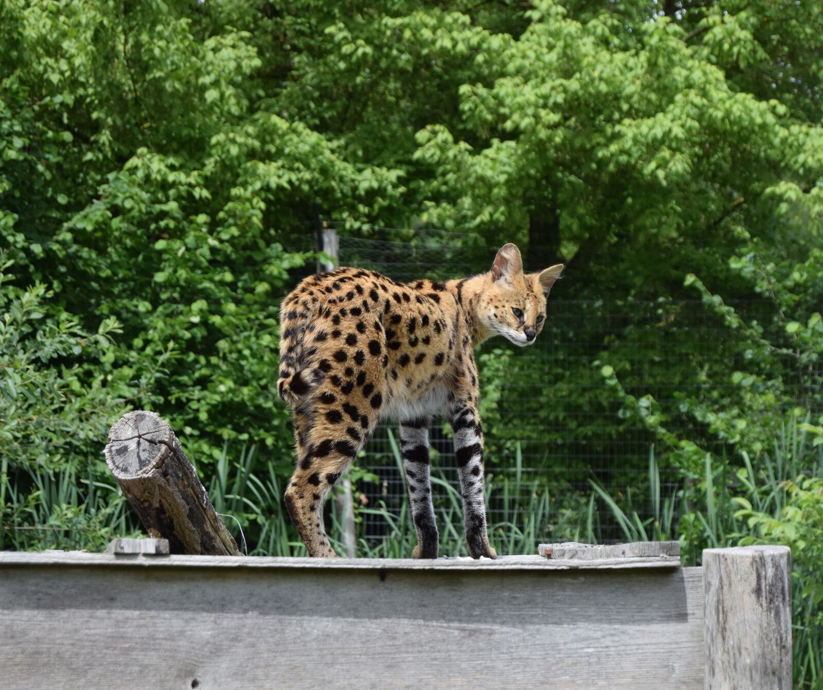Nikon D3300 sample photo. Serval, feline, zoo photography