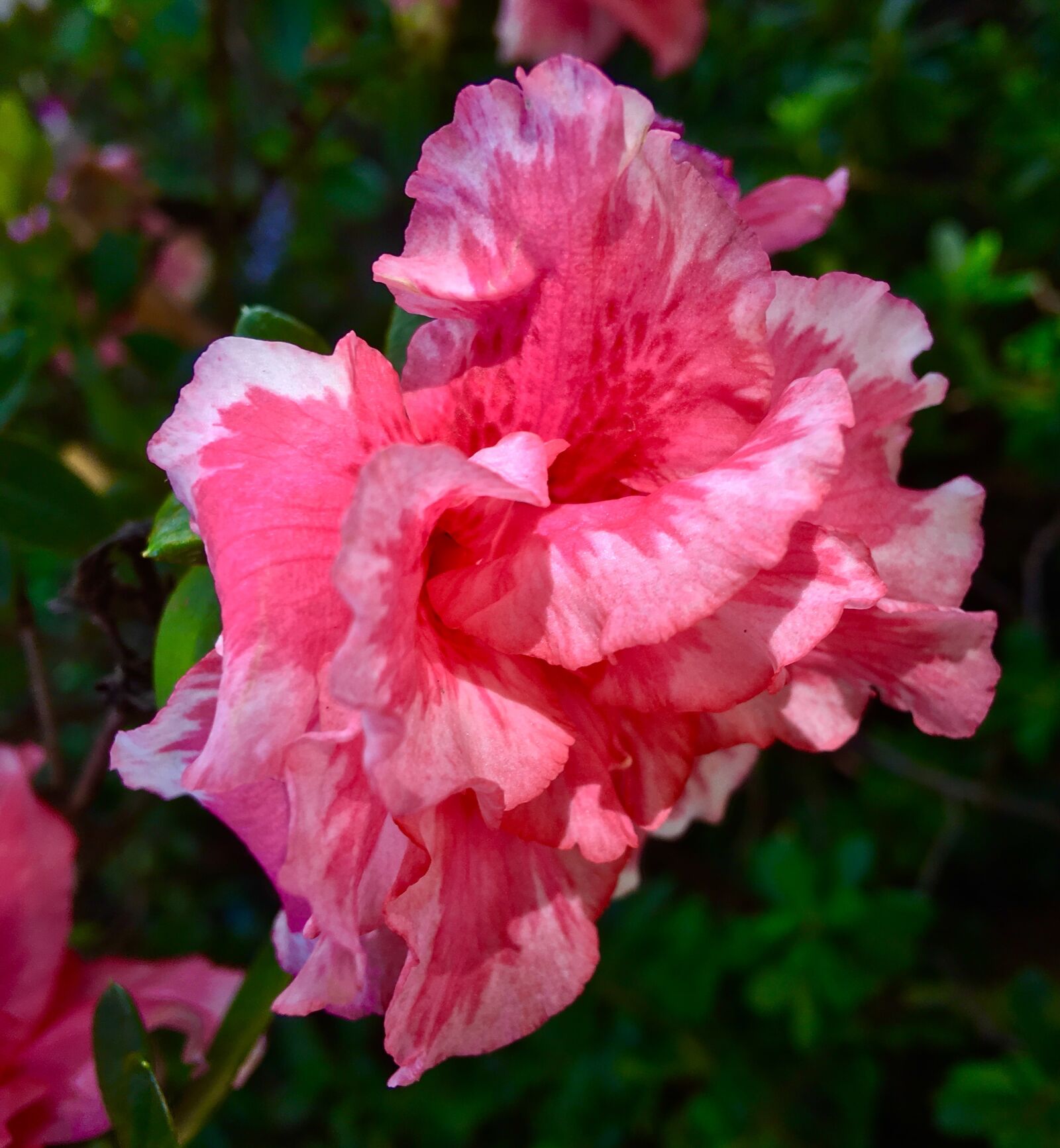 Apple iPhone 6s Plus sample photo. Pink flower, petals pink photography