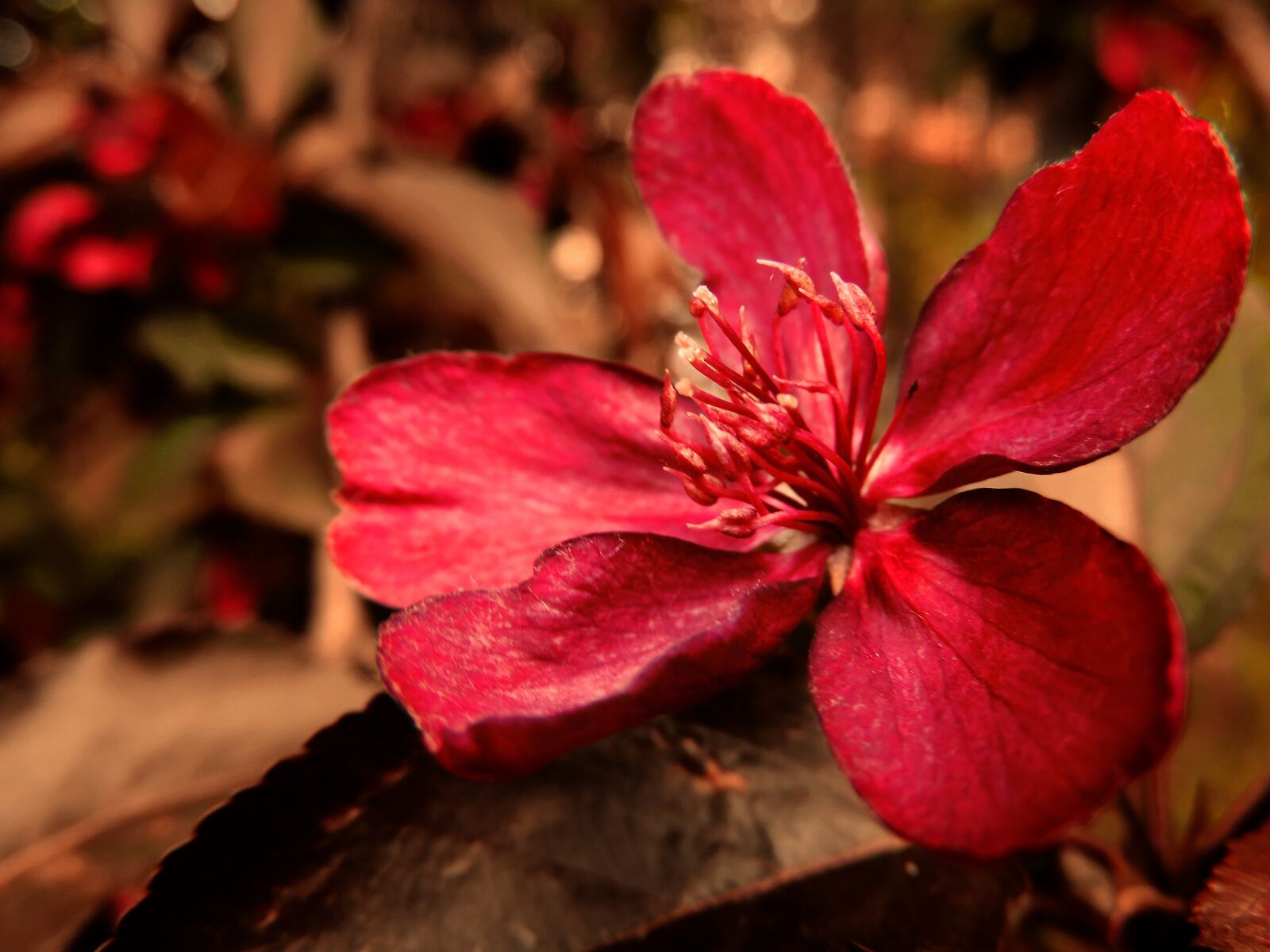 Nikon Coolpix P520 sample photo. Apple, flower, spring photography