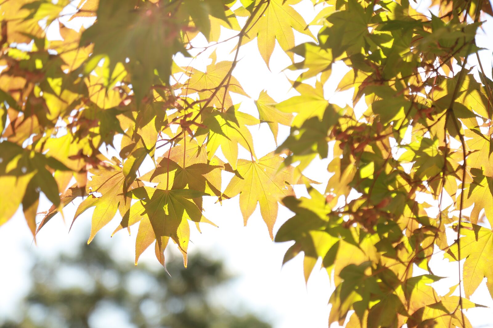 Canon EOS 6D + Canon EF 24-105mm F4L IS USM sample photo. In autumn, leaves, autumn photography