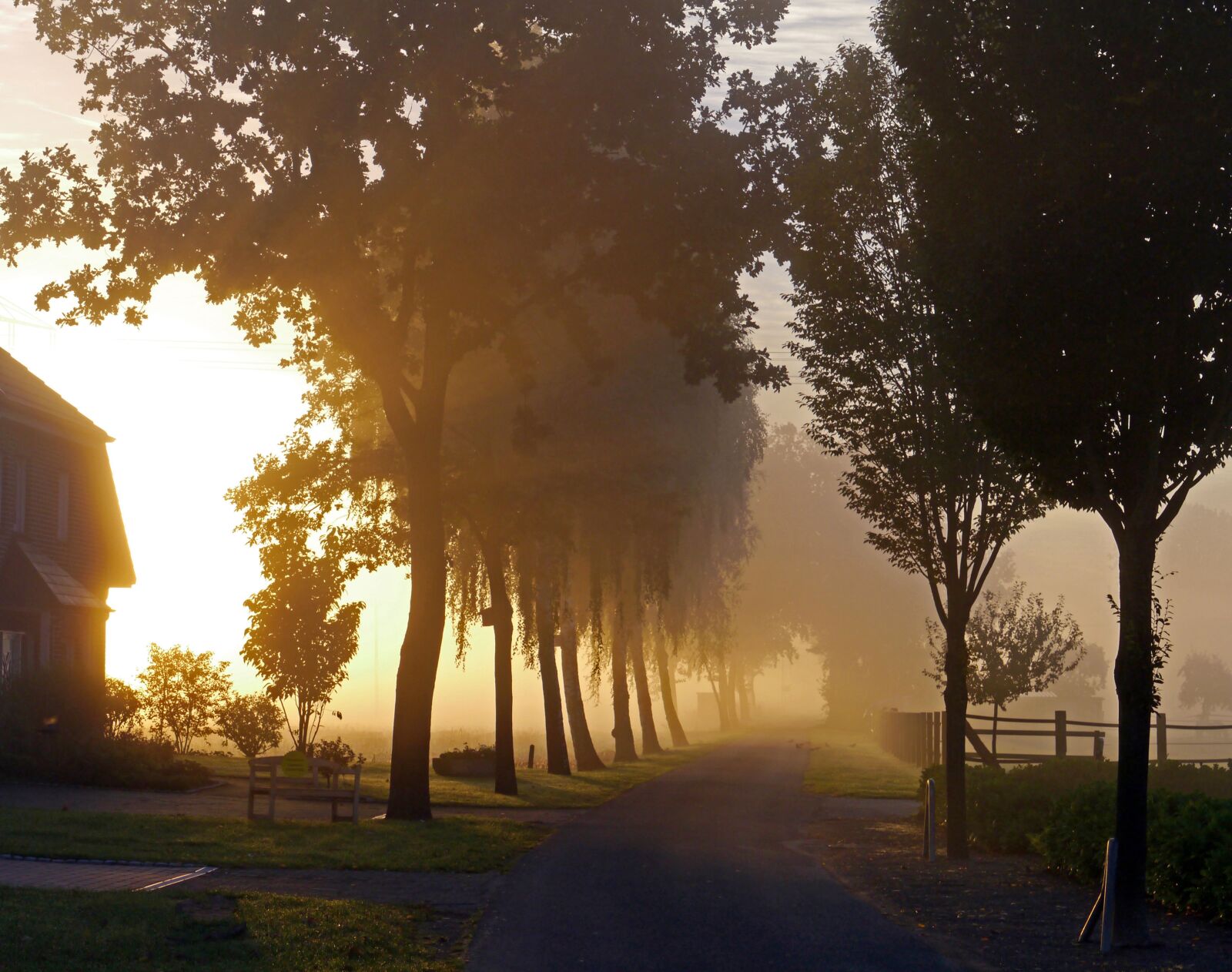 Panasonic Lumix DMC-GX1 sample photo. Fog, ground fog, autumn photography