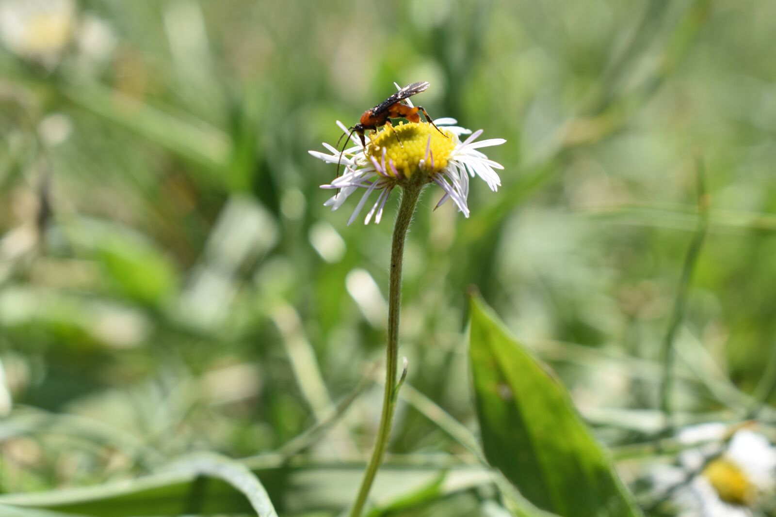 Nikon D5600 sample photo. Wasp, flower, insect photography