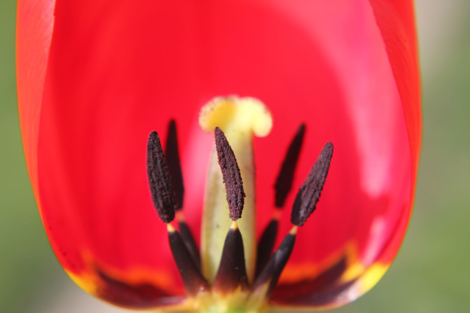 Canon EOS 550D (EOS Rebel T2i / EOS Kiss X4) sample photo. Red, tulip, light photography