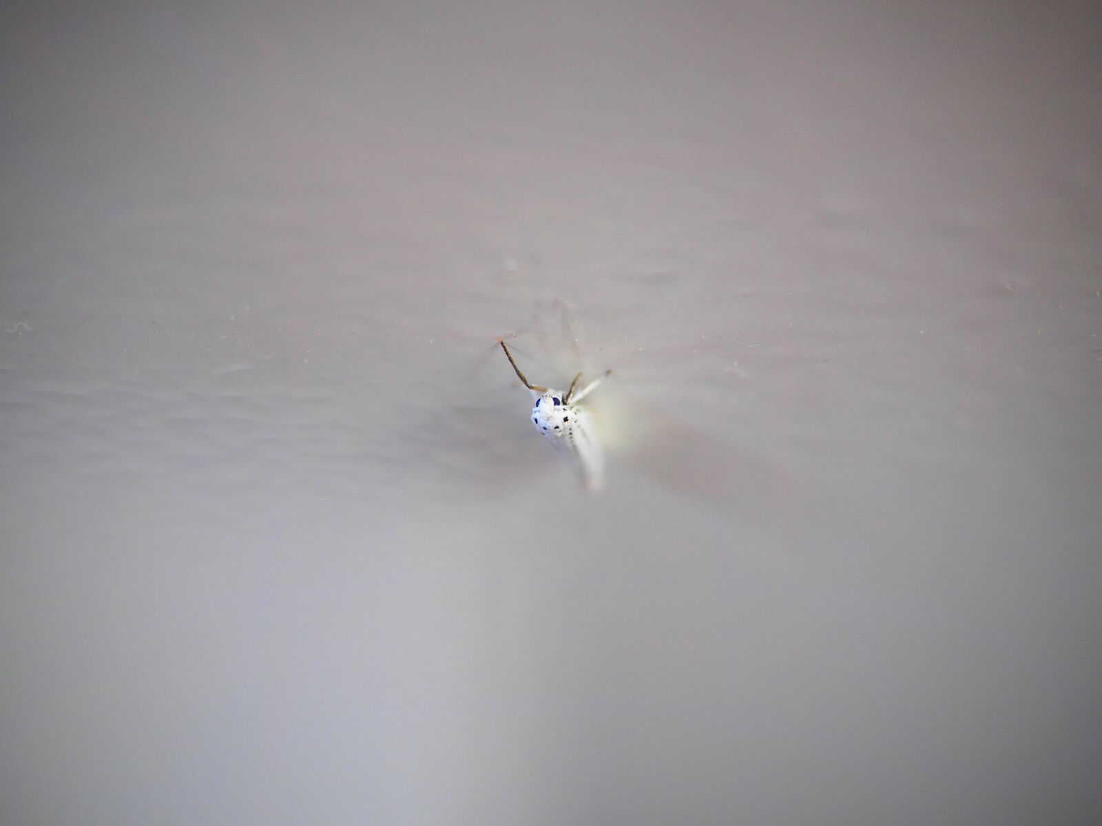 Olympus OM-D E-M1 + Olympus M.Zuiko Digital ED 12-40mm F2.8 Pro sample photo. Motte, butterfly, white photography