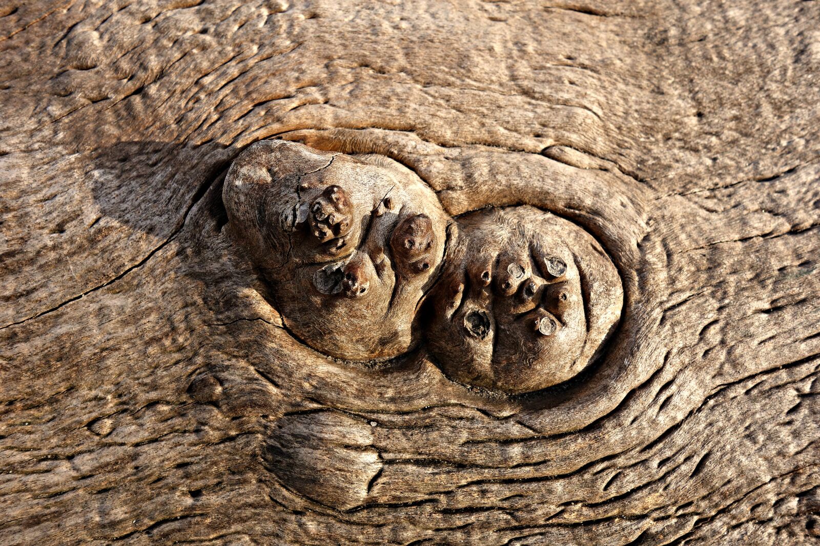 Sony Cyber-shot DSC-RX100 sample photo. Knot, wood, rings photography
