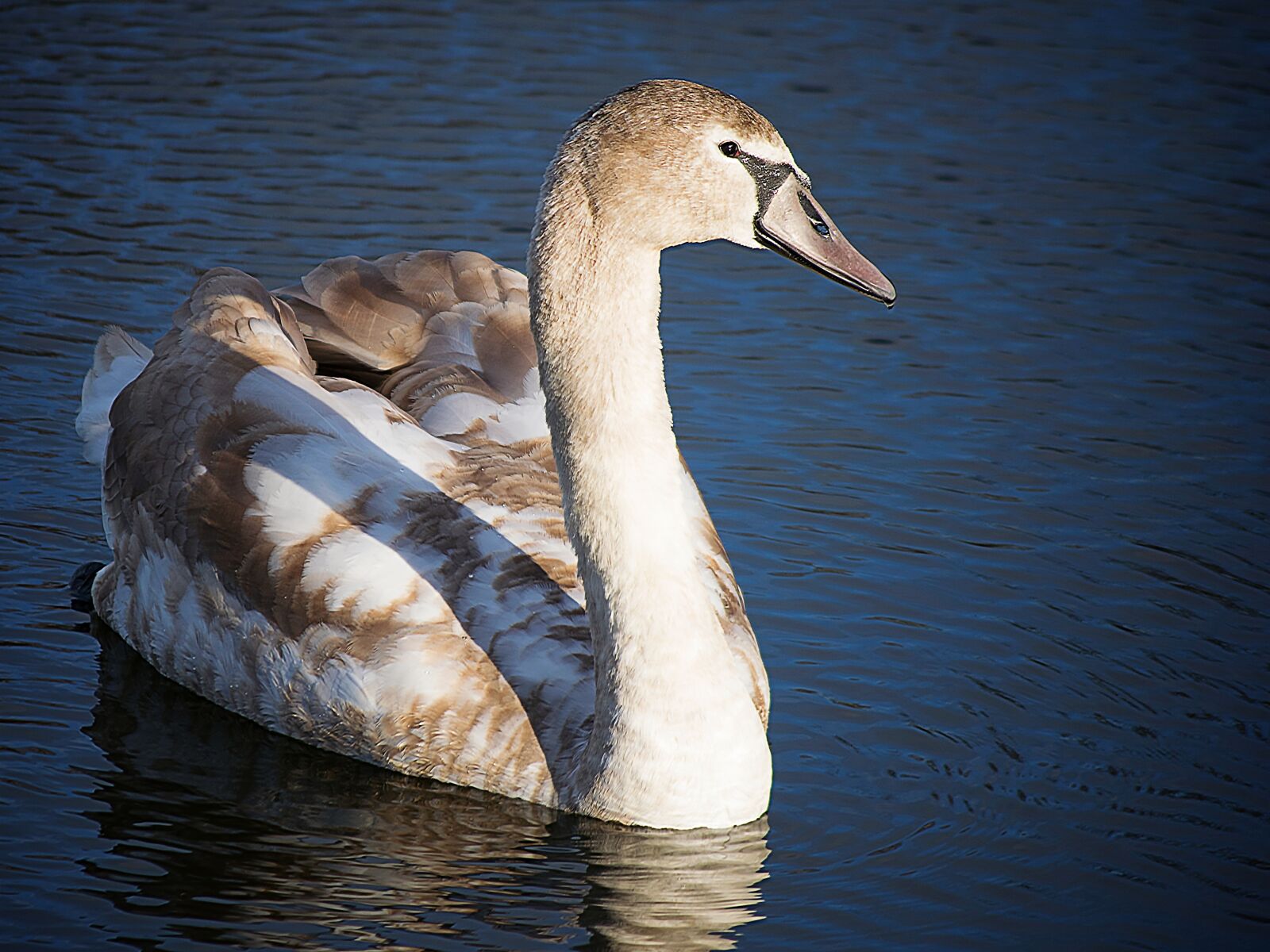 Nikon D3300 sample photo. Swan, water, bird photography