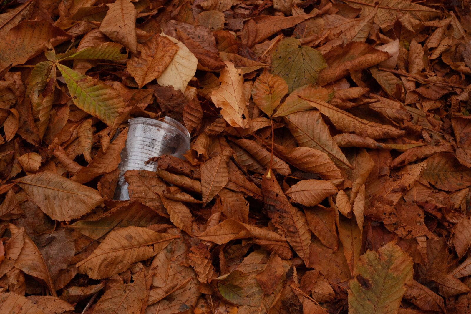 Canon EF 50mm F1.8 II sample photo. Plastic, plastic cup, leaves photography