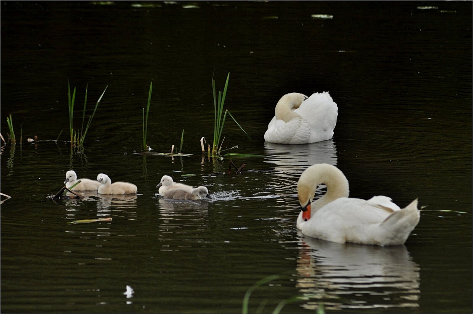 Nikon D90 sample photo. Waters, bird, swans photography