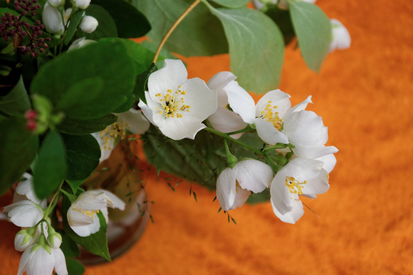 Nikon D5300 sample photo. Flowers, white, jasmin photography