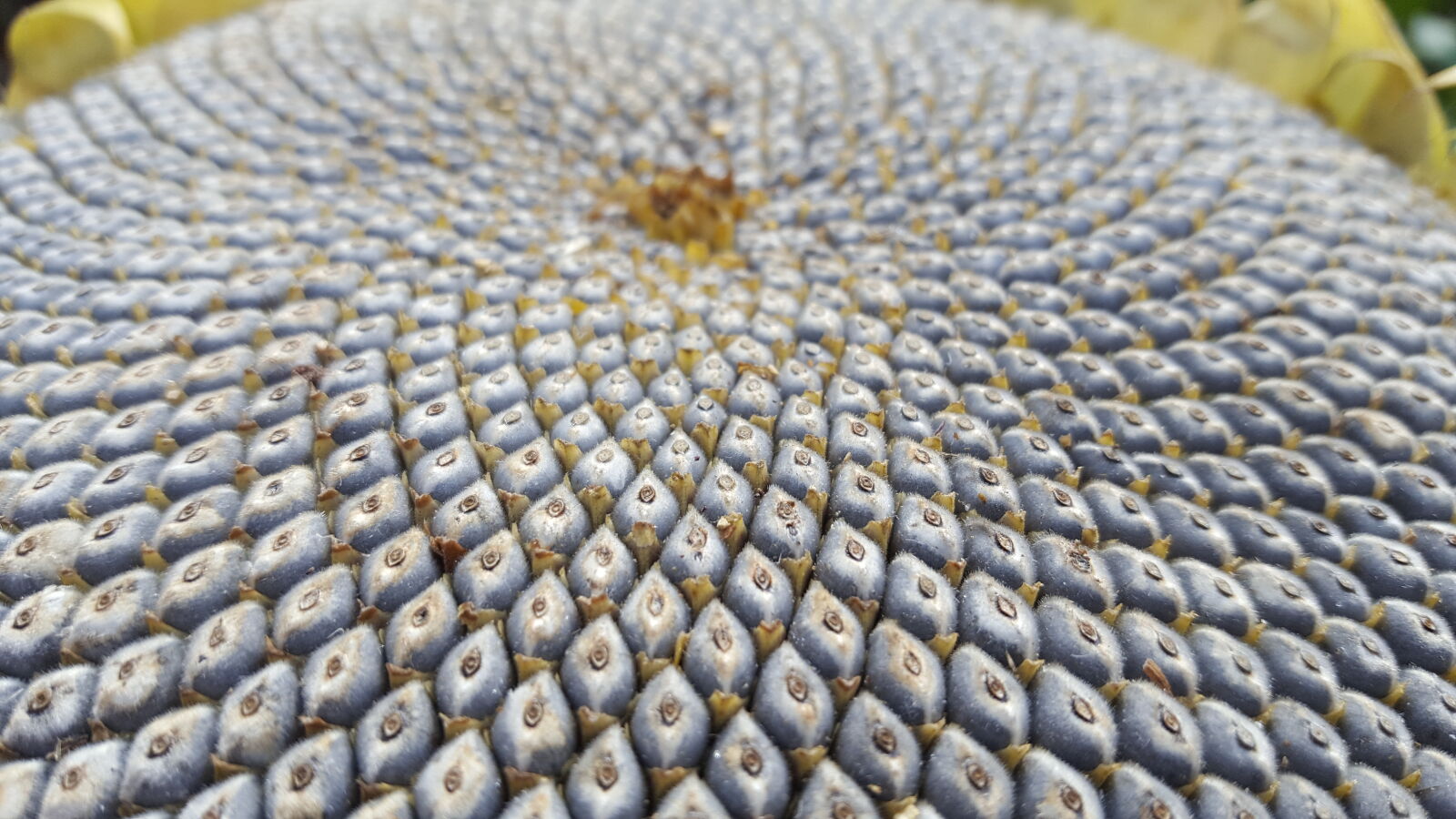 Samsung Galaxy S6 sample photo. Grey, seeds, sunflower photography