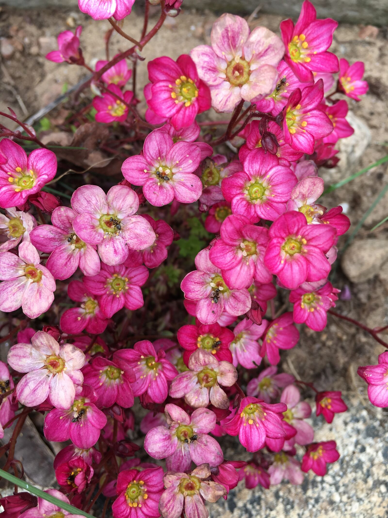Apple iPhone 6s Plus sample photo. Flowers, flower, the delicacy photography