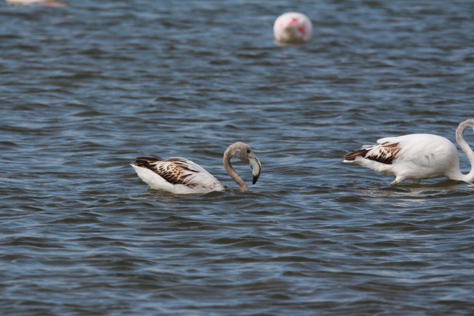 Canon EOS 700D (EOS Rebel T5i / EOS Kiss X7i) sample photo. Flamingo, flamingos, young, flamingo photography