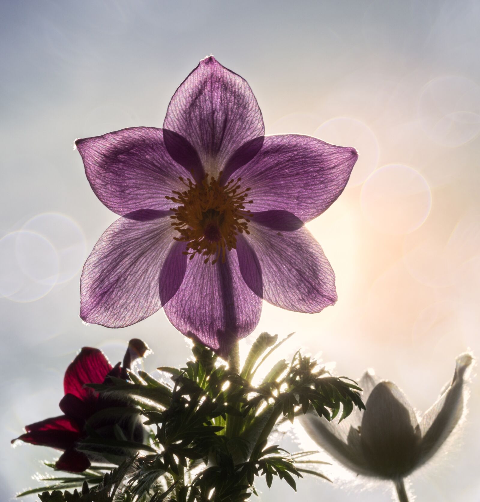 Sony SLT-A77 + 105mm F2.8 sample photo. Pasque flower, pasqueflower, pulsatilla photography