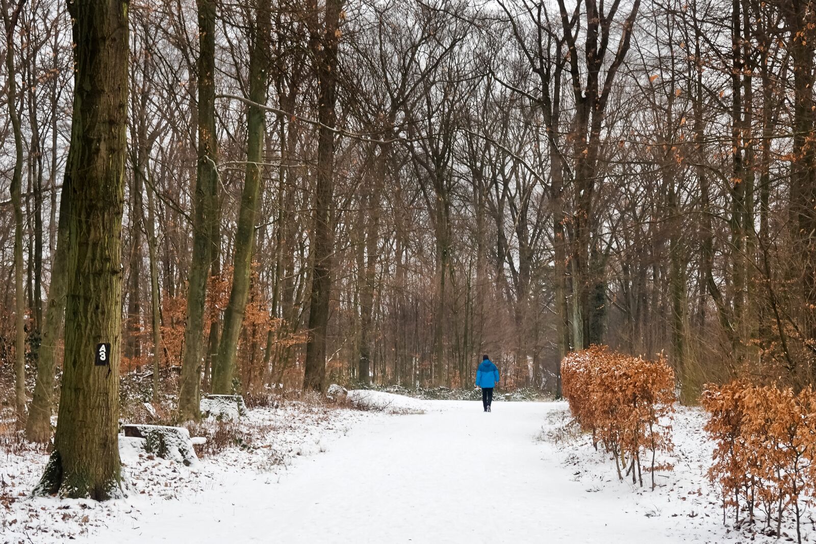 Olympus OM-D E-M10 sample photo. Forest, winter, nature photography