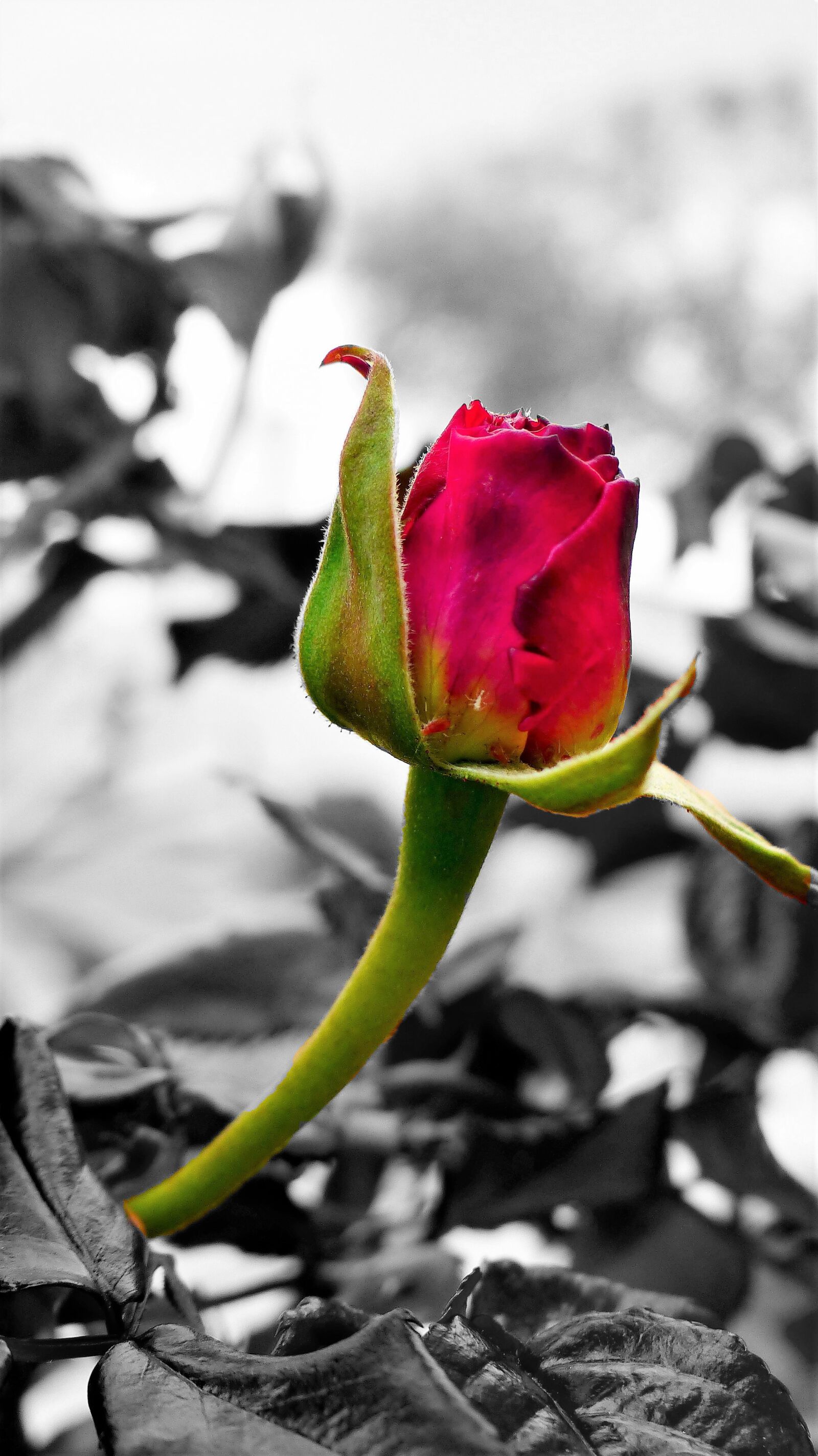 Panasonic Lumix DMC-FZ200 sample photo. Flower, nature, plant photography