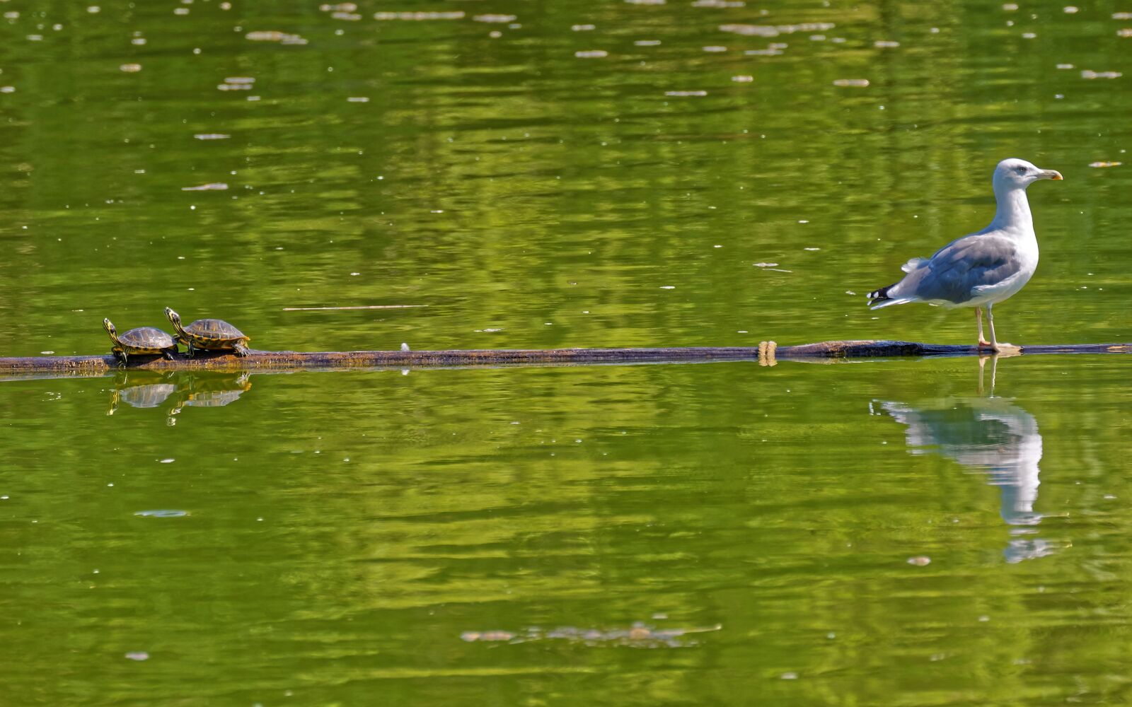 Nikon D5100 sample photo. Bird, gull, sitting photography
