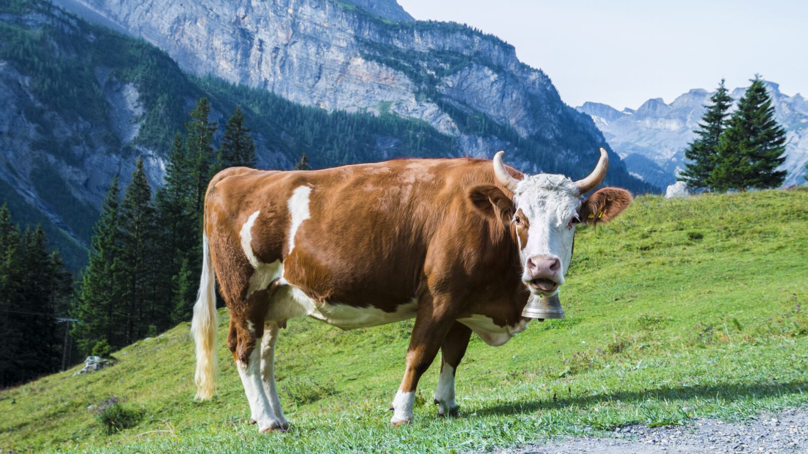 Canon EOS 70D sample photo. Cow, meadow, pasture photography