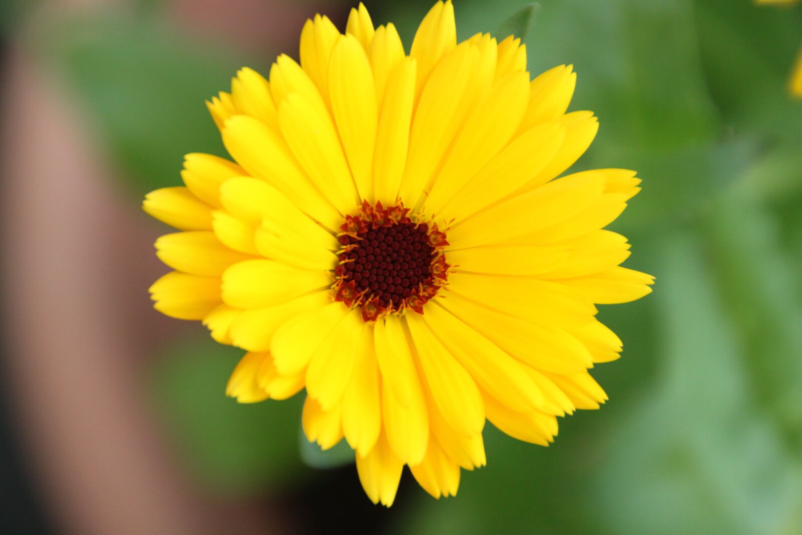 Canon EOS 500D (EOS Rebel T1i / EOS Kiss X3) sample photo. Marigold, yellow, blossom photography