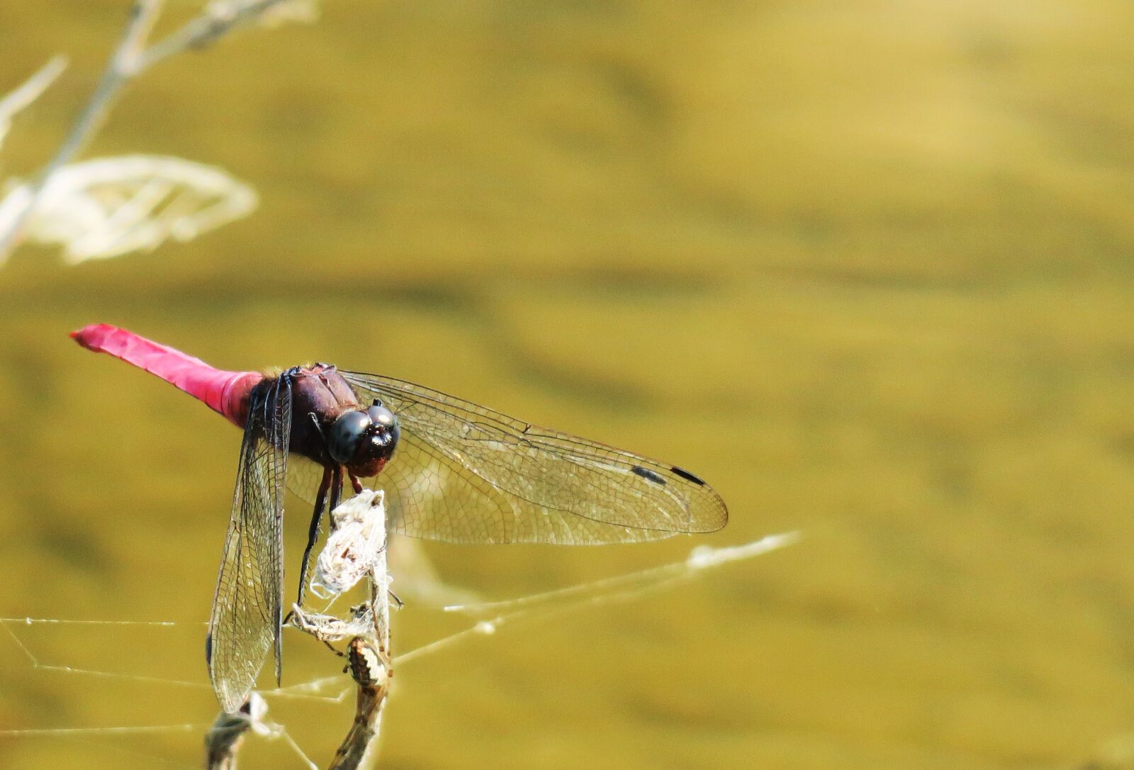 Canon PowerShot G3 X sample photo. Nature, animal, waters photography