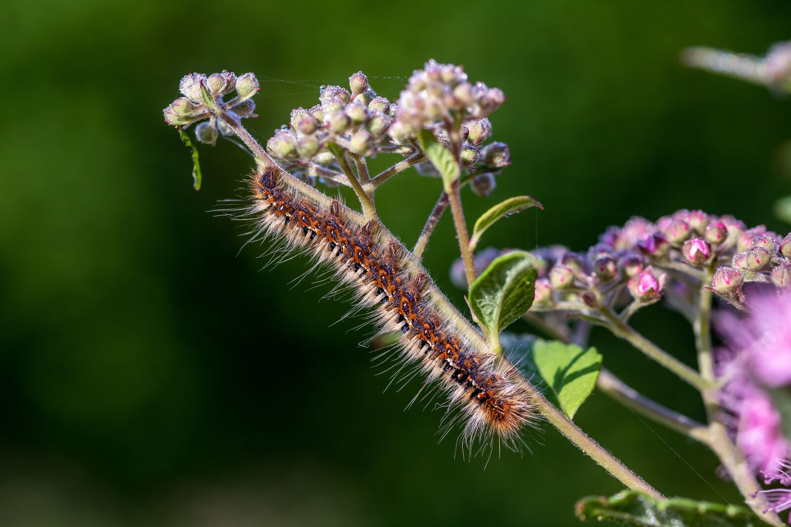 Canon EOS 750D (EOS Rebel T6i / EOS Kiss X8i) sample photo. Caterpillar, larva, insect photography