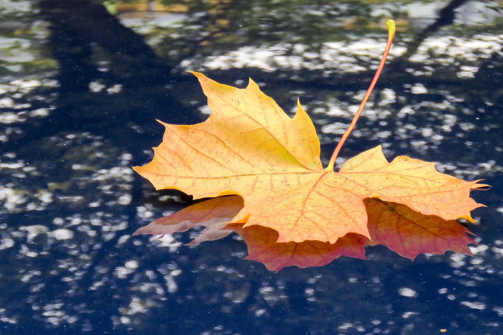 Canon PowerShot SX60 HS sample photo. Maple, leaf, fall photography