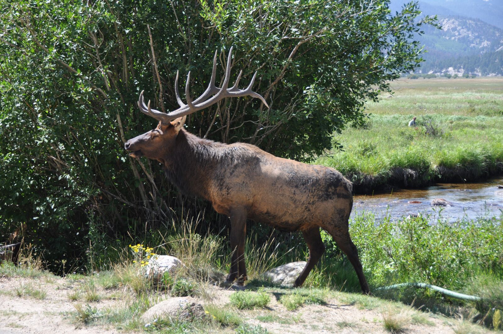 Nikon D90 sample photo. Hirsch, nature, wild photography