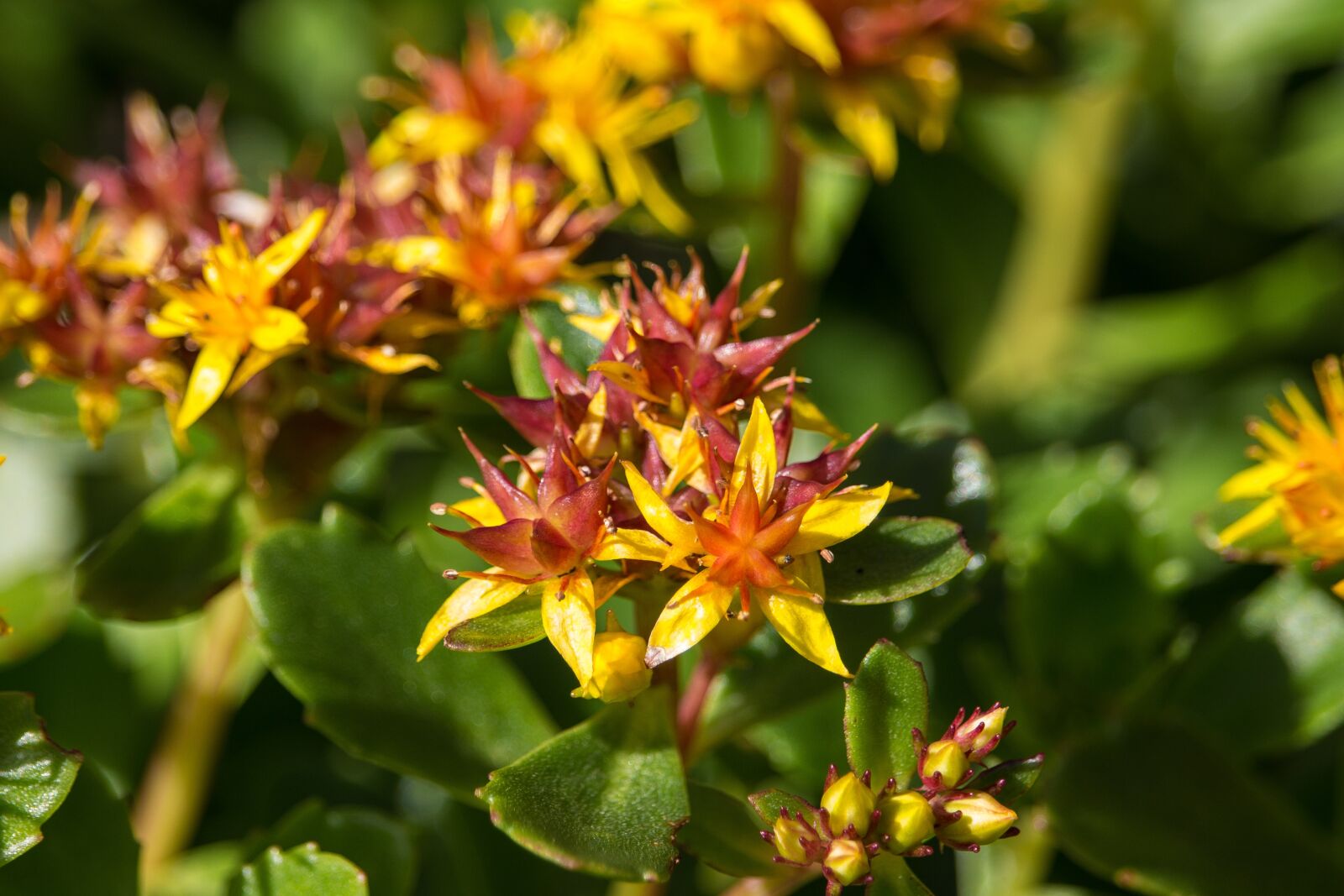 Canon EOS 700D (EOS Rebel T5i / EOS Kiss X7i) sample photo. Petite flower, yellow, macro photography