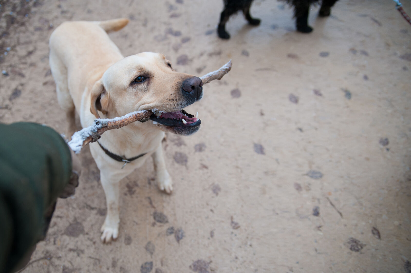 Nikon D700 sample photo. Animals, canine, close, up photography
