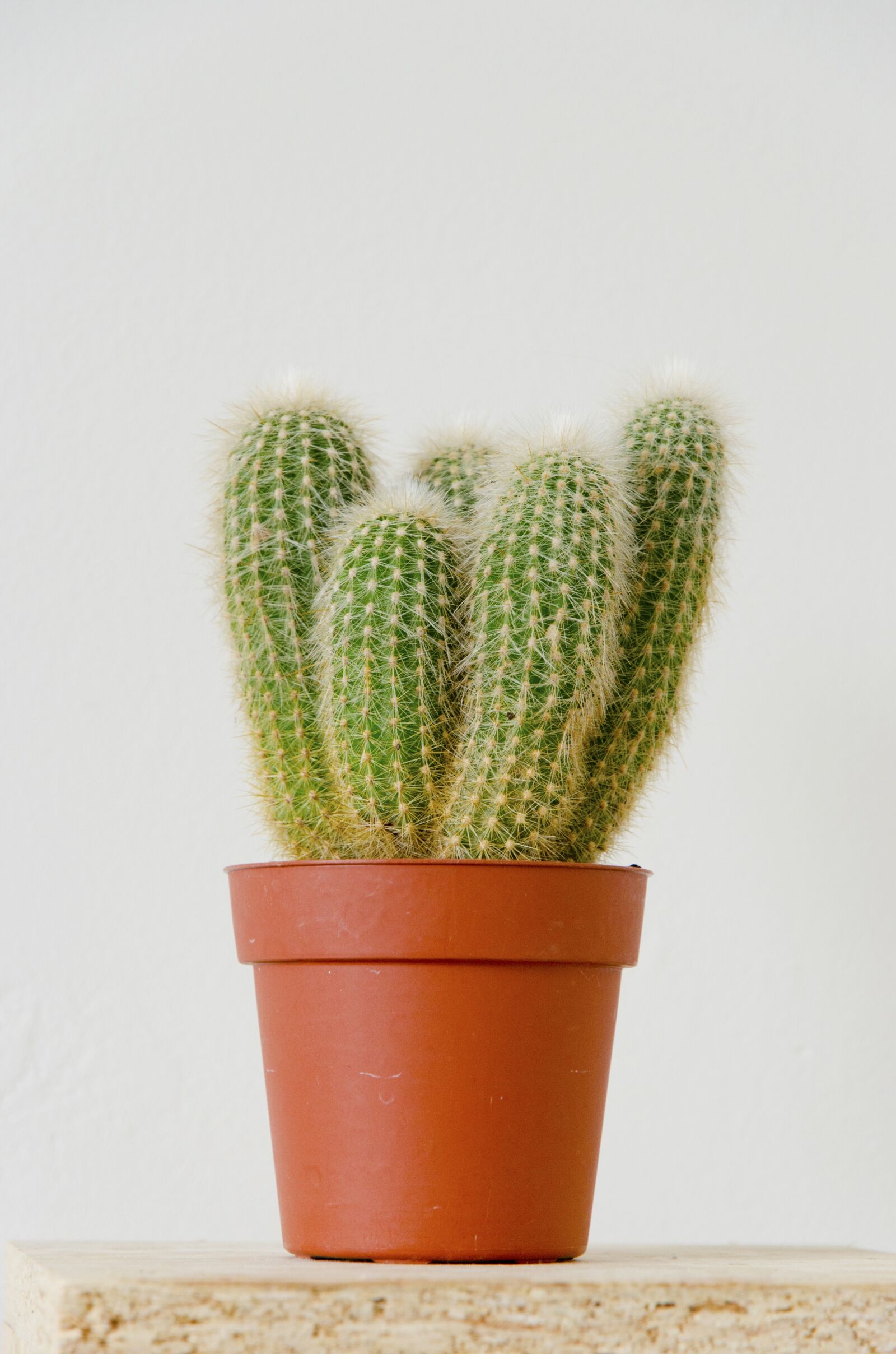 Nikon D5100 sample photo. Cactus, plant, nature photography