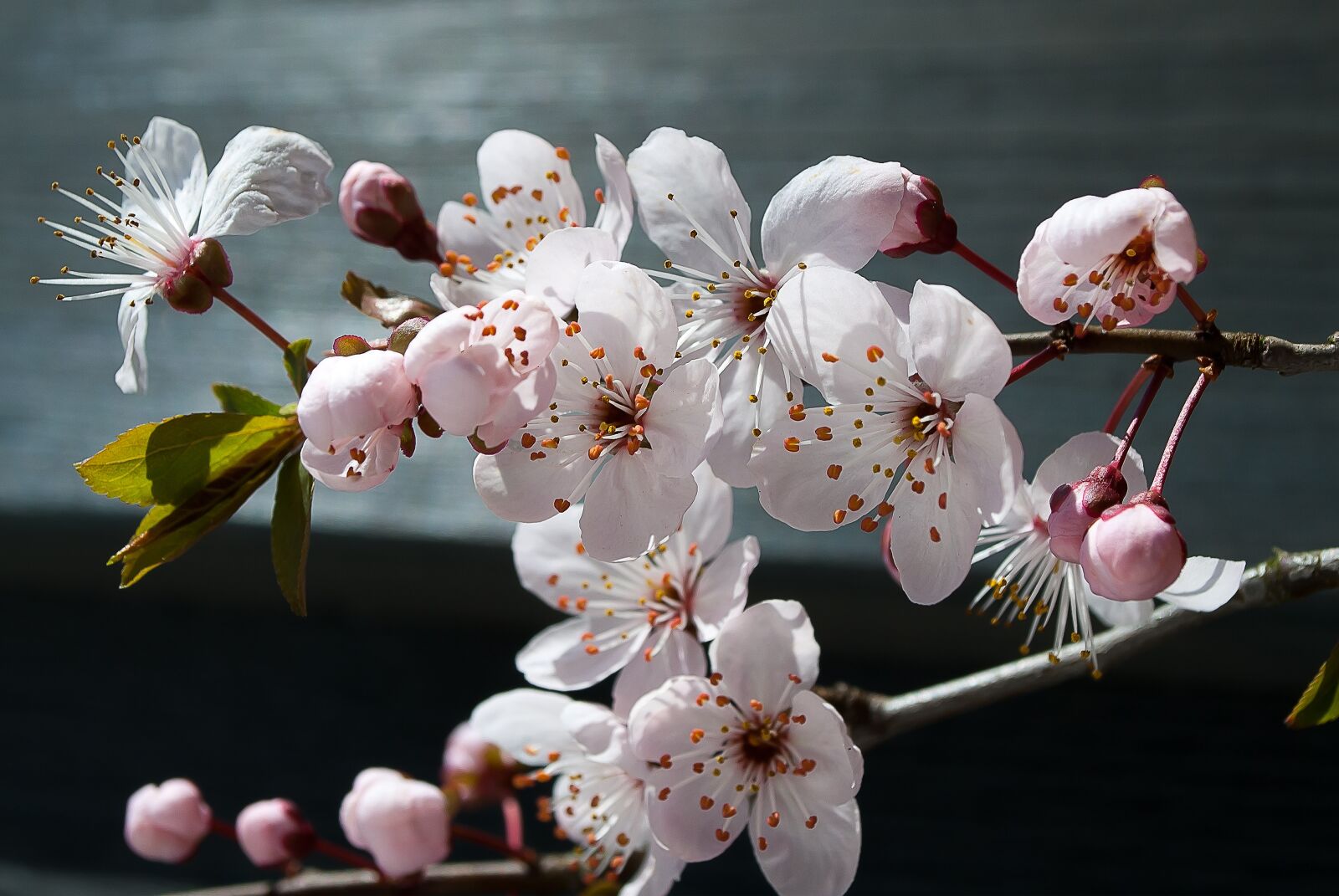 Nikon D3000 sample photo. Blossom, spring, bloom photography