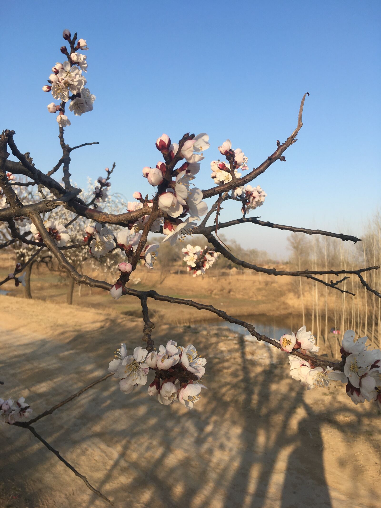 iPhone SE back camera 4.15mm f/2.2 sample photo. Spring, flower, apricot photography