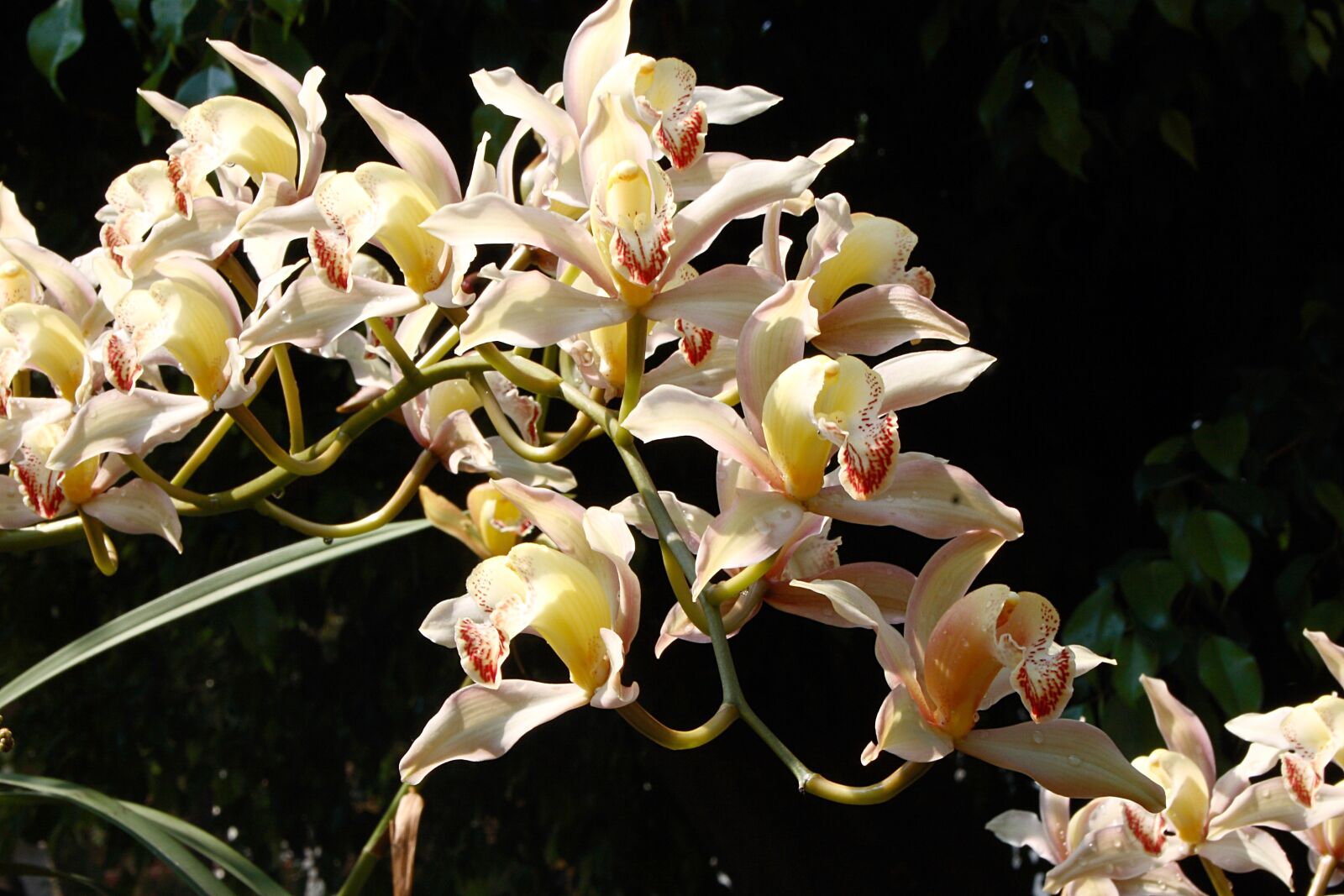 Canon EOS 30D sample photo. Flower, orquidea, arrangement photography