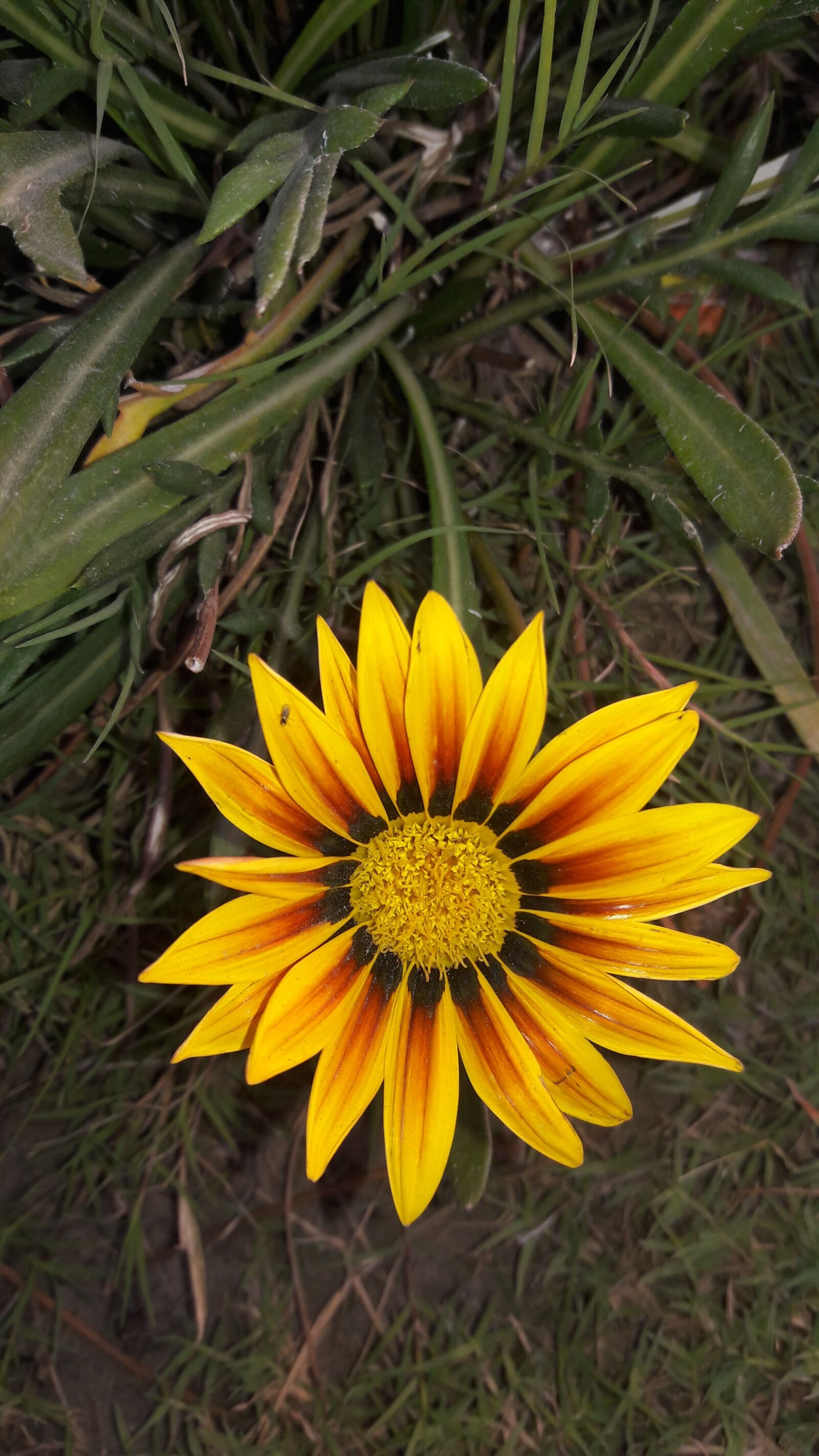 Samsung Galaxy J7 sample photo. Sun flower, nature, flower photography