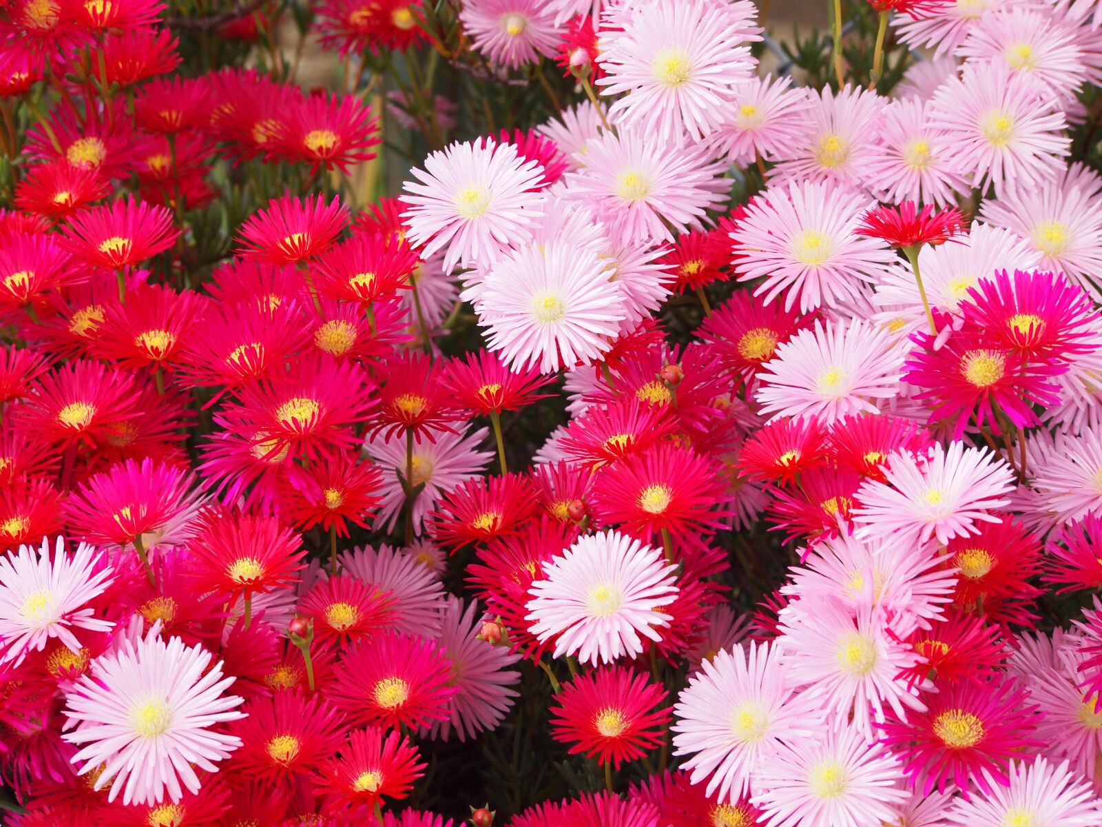 Olympus PEN E-PL1s sample photo. Matsubagiku, flowers, red photography