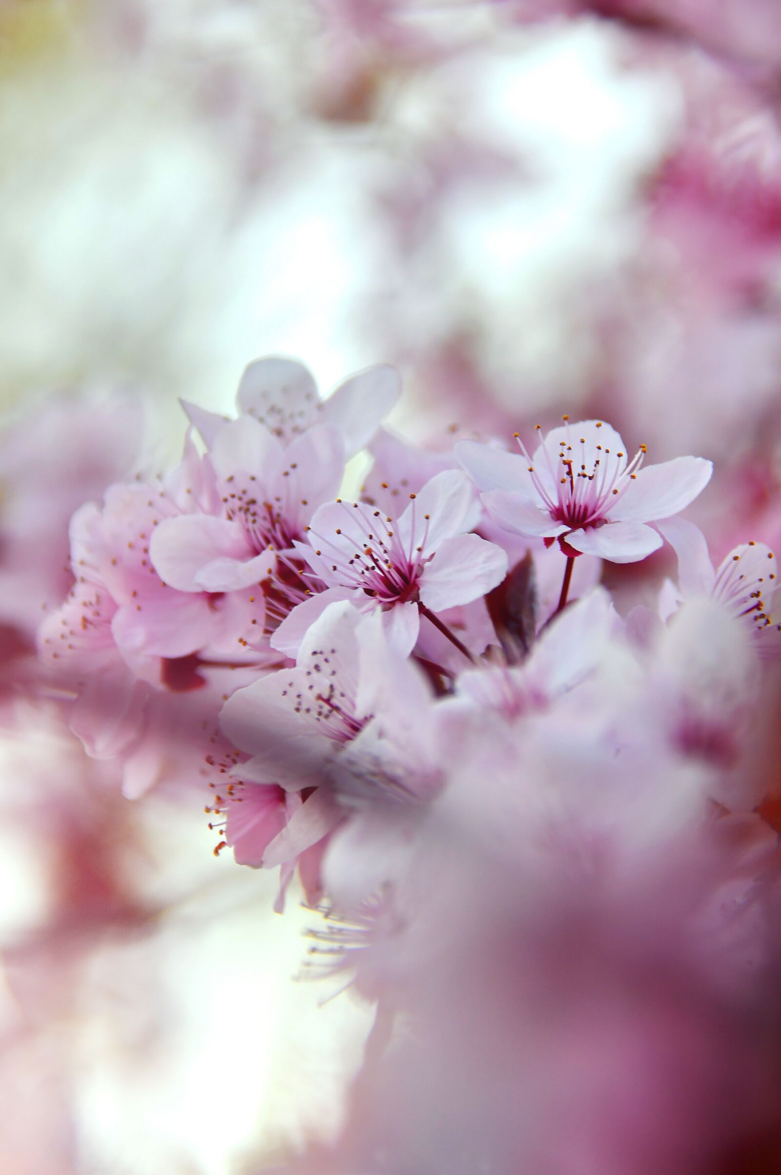 Nikon D3200 sample photo. Spring, spring flowers, pink photography