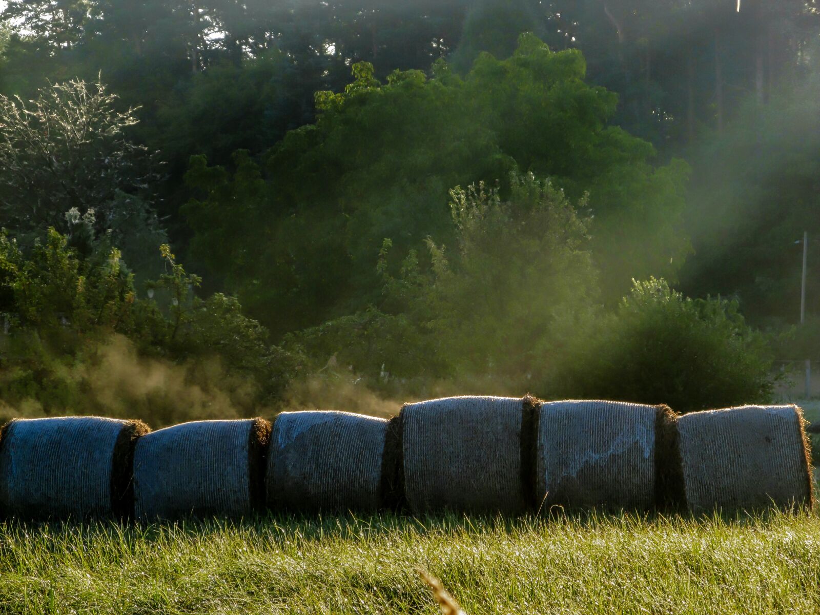 Canon PowerShot SX130 IS sample photo. Meadow, hay bales, rolled photography