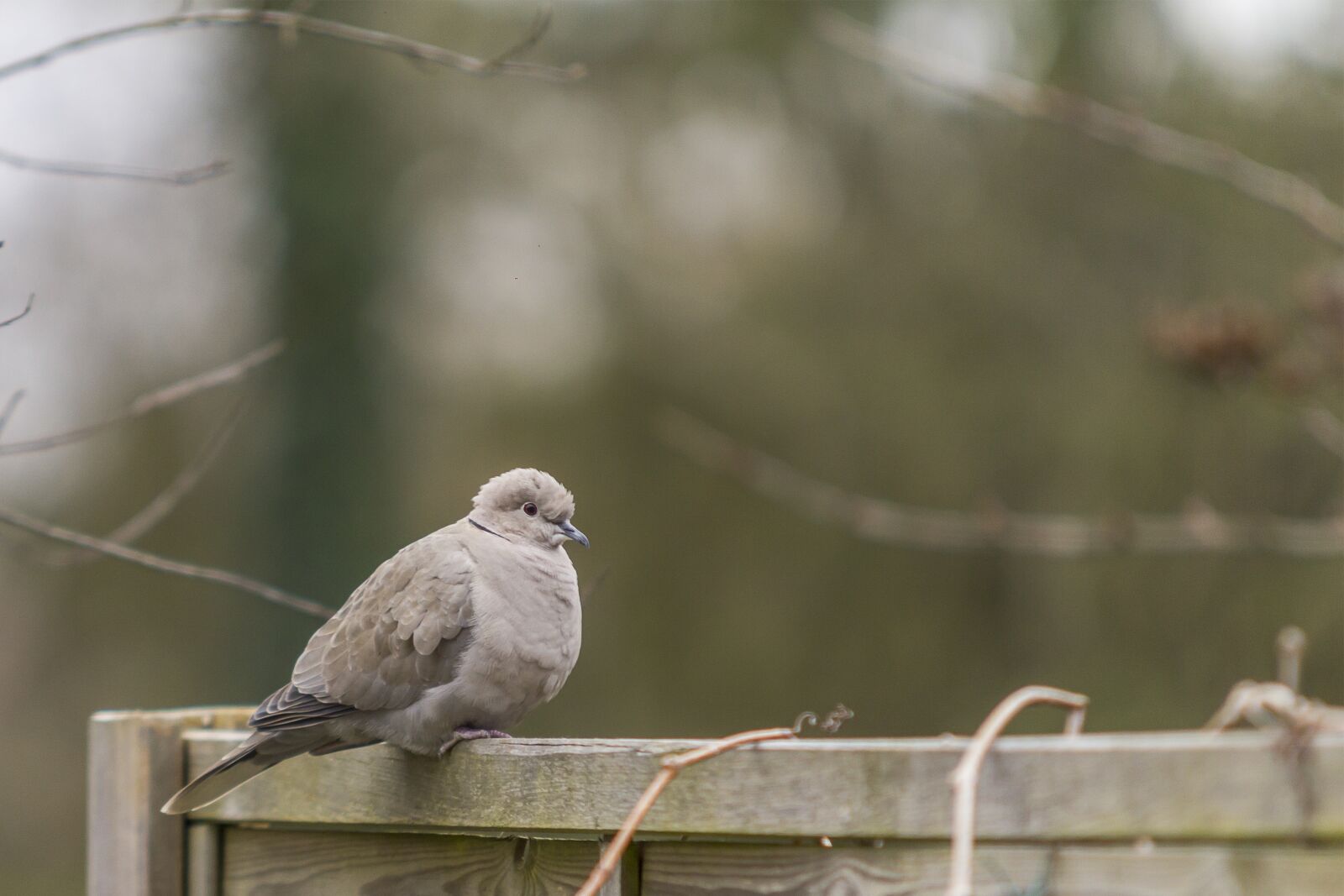 Canon EOS 60D sample photo. Dove, bird, nature photography