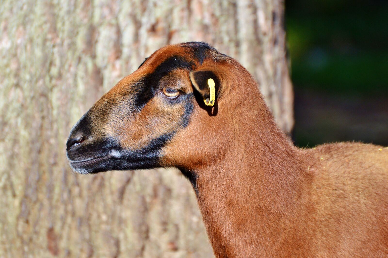 Nikon D3200 sample photo. Sheep, animals, sheep's wool photography